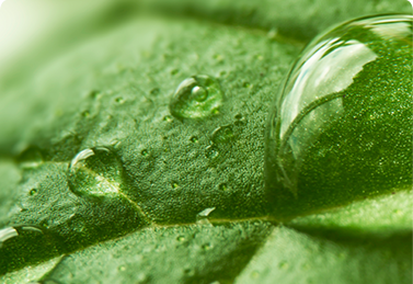 Fermented herbal extracts and encapsulated actives